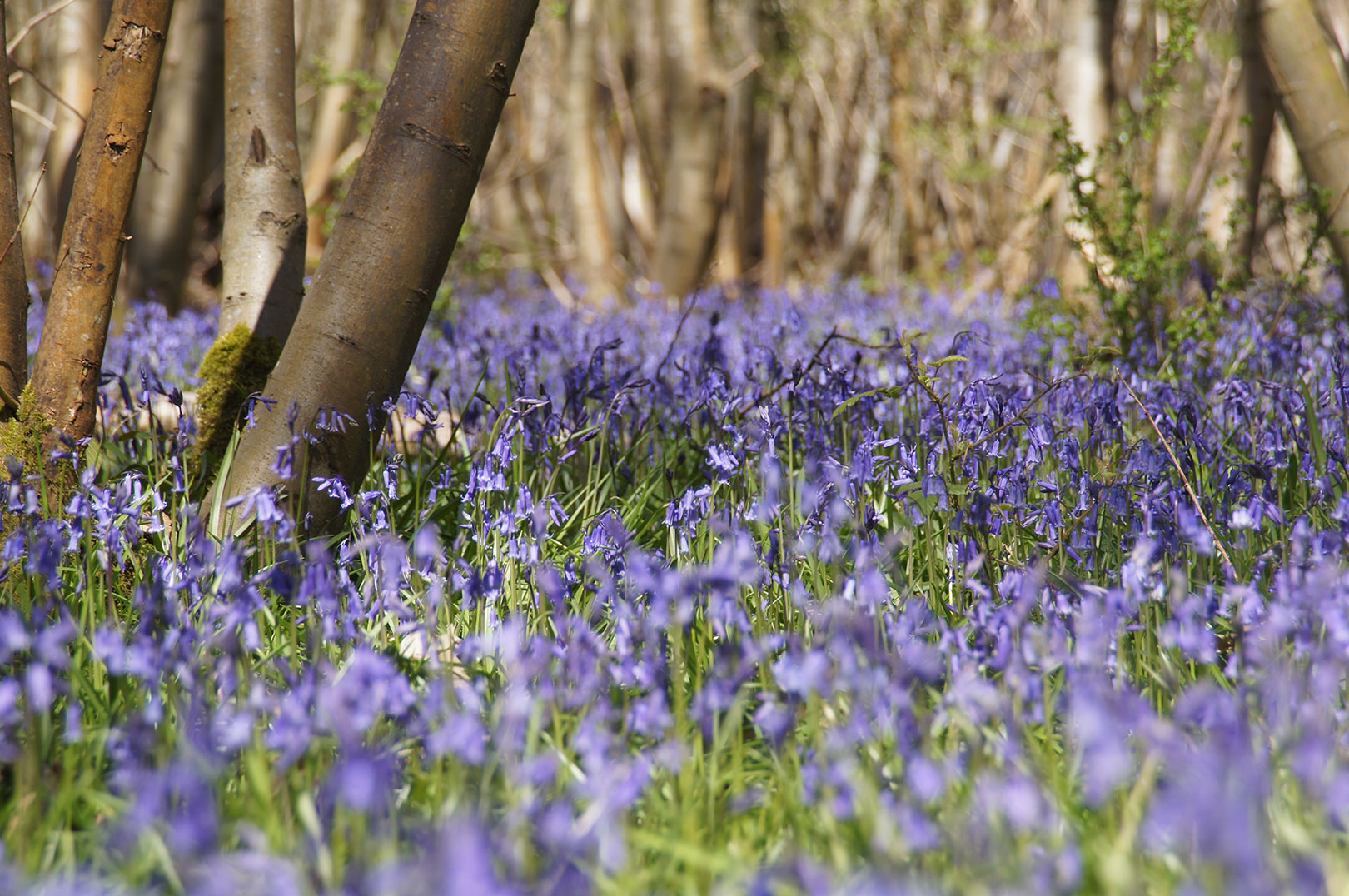 About Sagewood Consulting